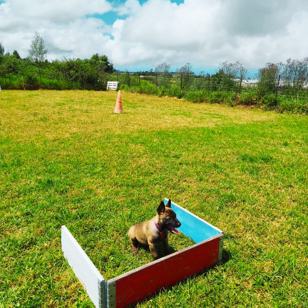 Chiot en immersion