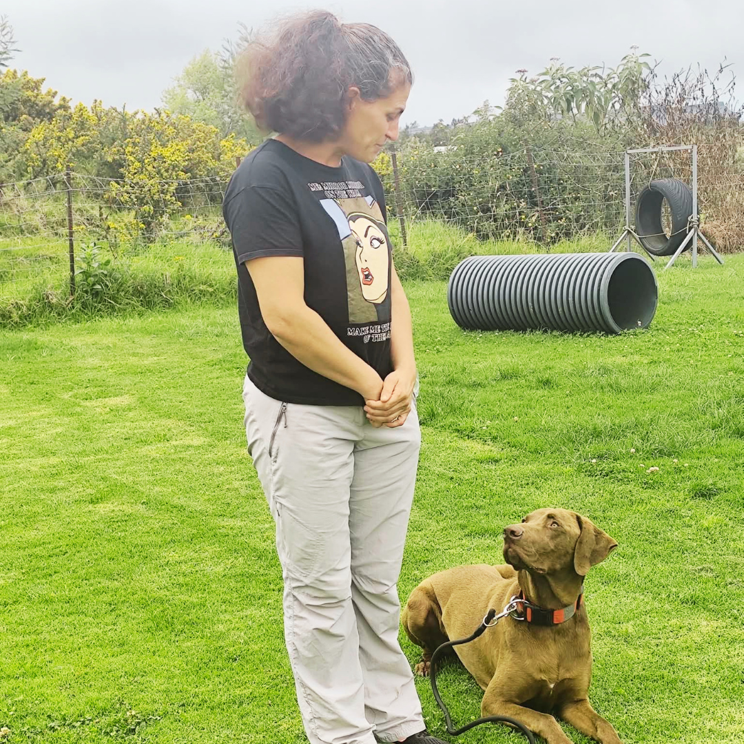 Chien adulte éduqué